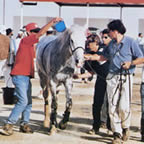 Mostra del Cavallo