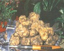 Tartufi