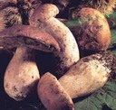 Porcini