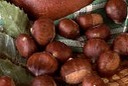 Castagne